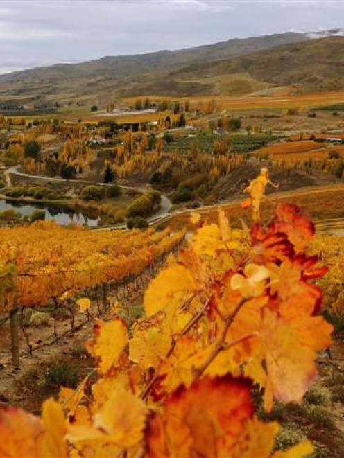 Seen from the Black Rabbit vineyard, where the pinot noir harvest is in full swing, Bannockburn...