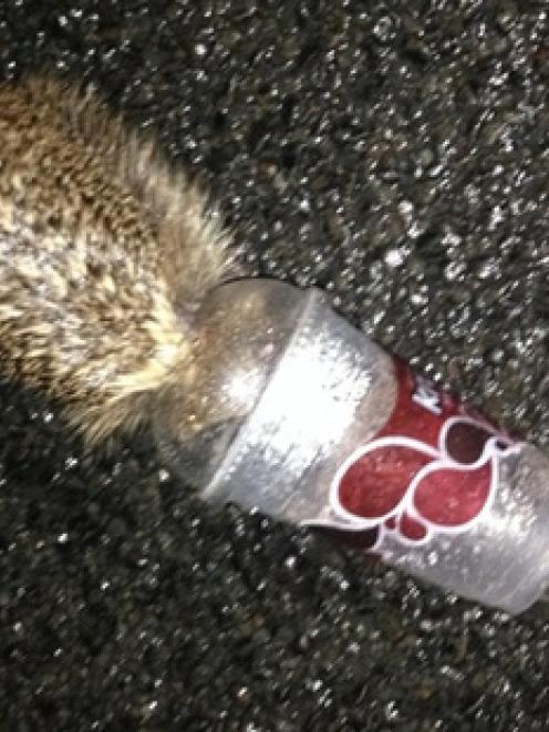 Sergeant Andrew Russ was patrolling the streets when he came across a hedgehog with a plastic cup...