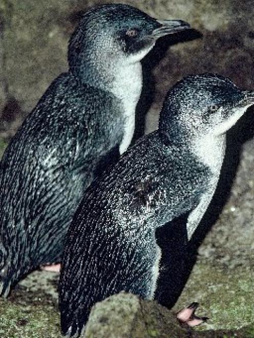 Set nets present a big threat for both yellow-eyed penguins and little blue penguins.