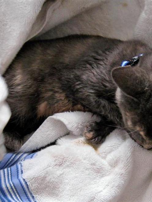 Shadow, a 6-month-old female cat was rescued by deputies, who discovered the cat trapped in a...