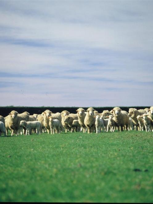 Sheep and beef farmers are being encouraged to vote in meat company director elections. Photo by...