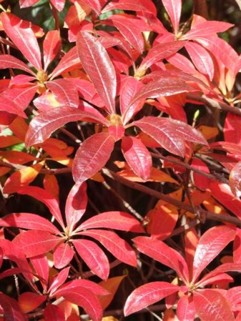 Shrubs and fruit trees for winter planting should be ordered soon.
