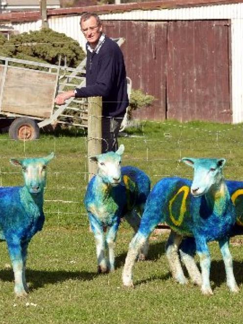 Silver Peaks Lodge farmer Gandhi Lucas takes his sheep through line-out practice yesterday. Photo...