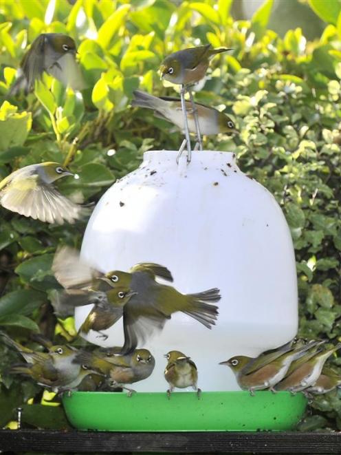 Silvereyes swarm round a bird feeder in North Dunedin this week. Photo by Gerard O'Brien.