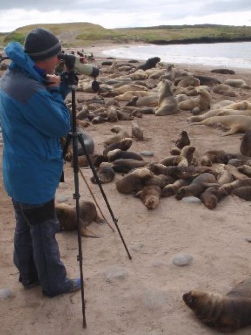 Simon Childerhouse records sea lion pups in the Auckland Islands. Photo by Dr Derek Hamer.