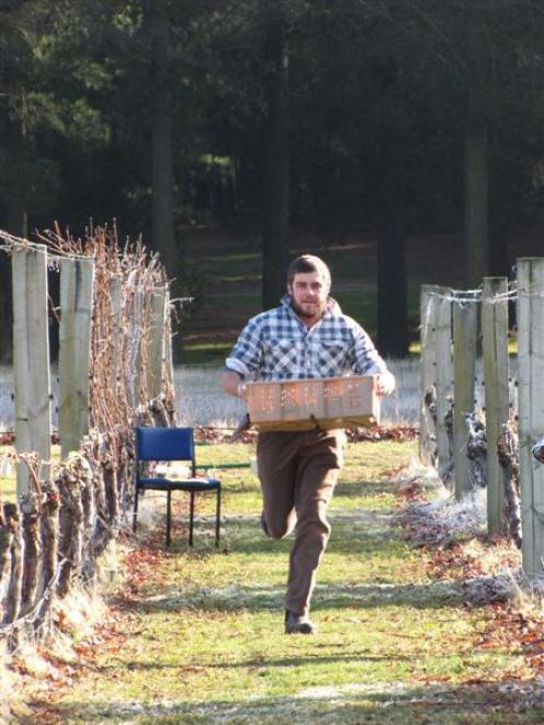 Simon Gourley, of Two Paddocks vineyard, competes in the Hortsports section of the Young...