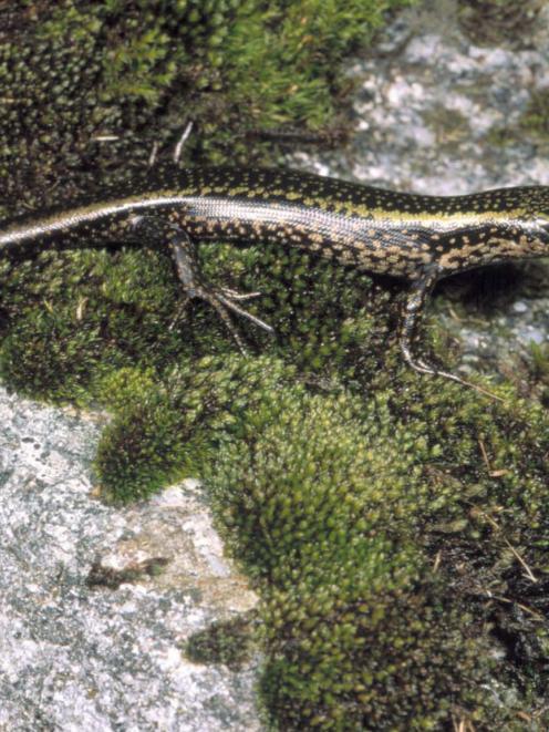 Sinbad Gully, the home of the Sinbad skink (above), will become a sanctuary for native species...