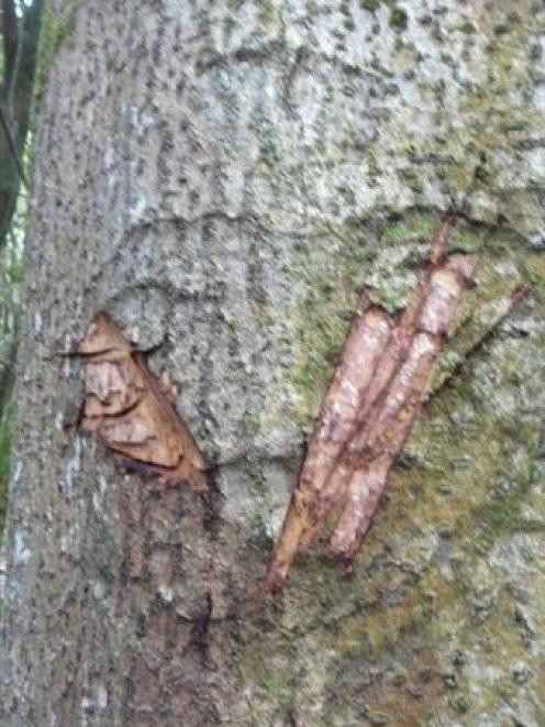 Slash marks deface a centuries-old Moriori tree carving in the Hapupu National Historic Reserve...