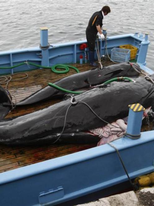 Slaughtered short-finned pilot whales on the deck of a whaling boat at Taiji, Japan. Photo by...