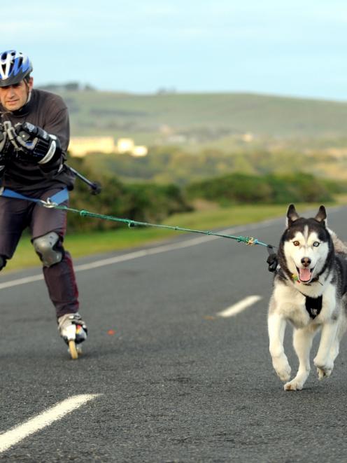 Sled dog Kazak tows  cross-country skier Larry Nichvolodov along John Wilson Ocean Dr. Ski Dogs...