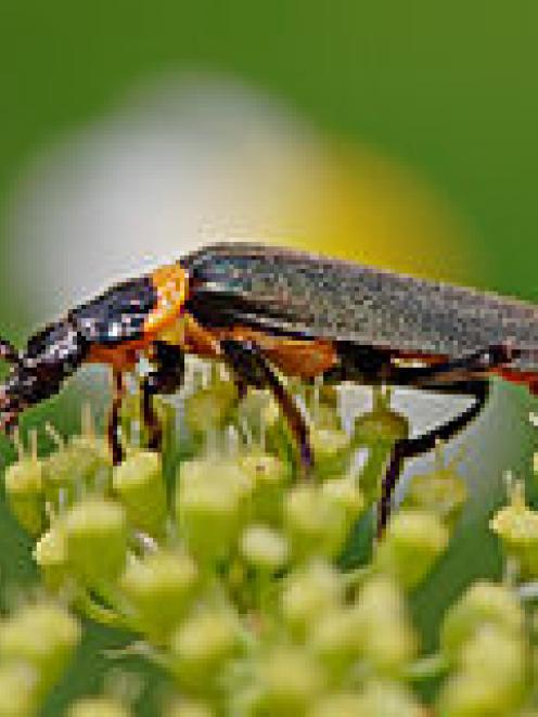 Soldier beetles form huge mating swarms.