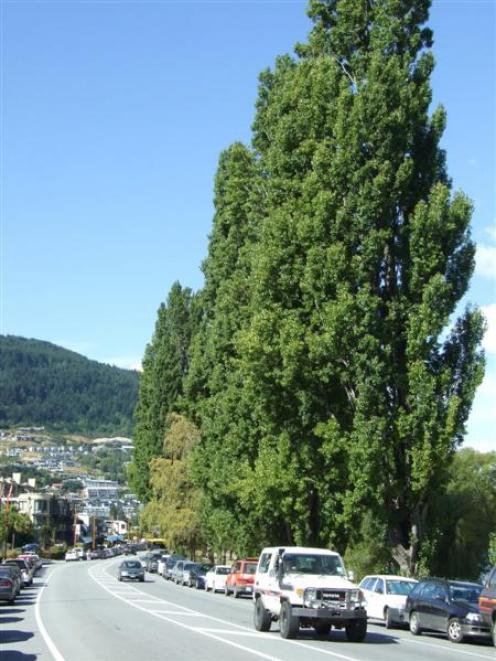 Some of the Lombardy poplars along Lake Esplanade which an arborist has recommended the council...