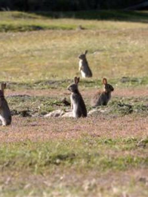 Some parts of the Mackenzie Country are no longer considered rabbit-prone, but farmers in other...