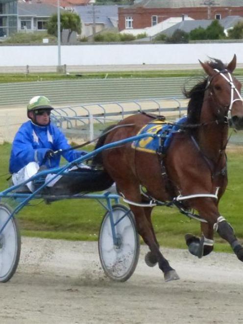 Someardensomewhere is shooting for three straight wins when he lines up at Timaru tomorrow. Photo...