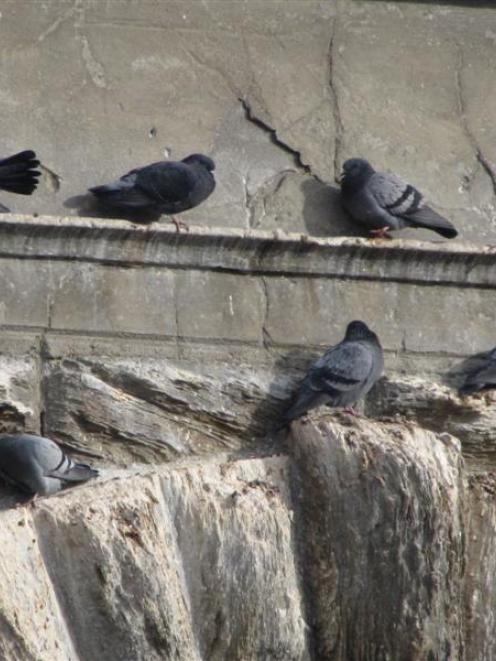 Soon to be culled feral pigeons on the Alexandra bridge. Photo by Sarah Marquet.