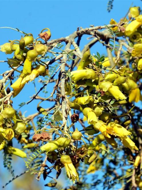 Sophora molloyii 'Dragon's Gold' is a great kowhai for a small garden. Photo by Peter McIntosh.
