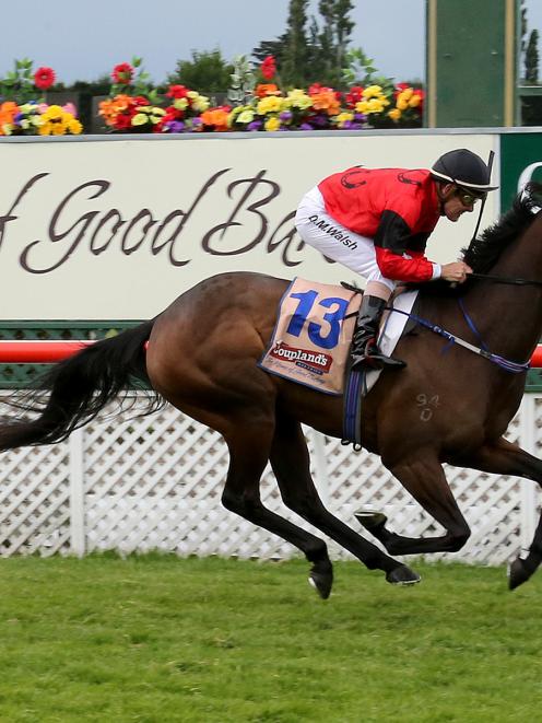 Soubrettes and David Walsh are well clear in the group 3 Stewards Stakes at Riccarton yesterday....