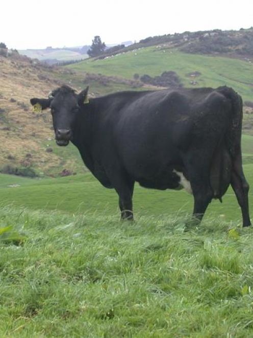 South Otago Dairy Cows. Photo by ODT.