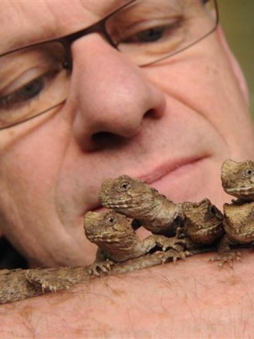 Southland Museum and Art Gallery tuatara curator Lindsay Hazley counts his charges. Photo by...