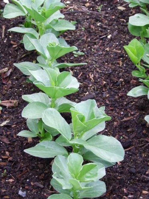 Sow broad beans now for an early crop.
