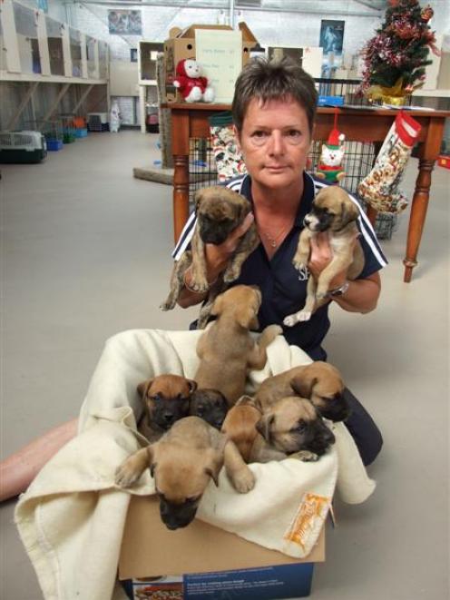 SPCA inspector Helen Saunders, of Alexandra, with a litter of nine puppies found dumped  beside...