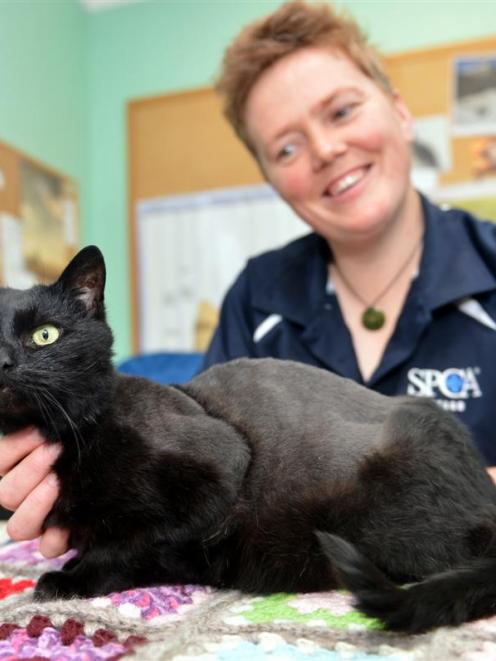 SPCA Otago animal attendant Maartje Hyink holds cat Moana at the Otago SPCA yesterday. Photo by...