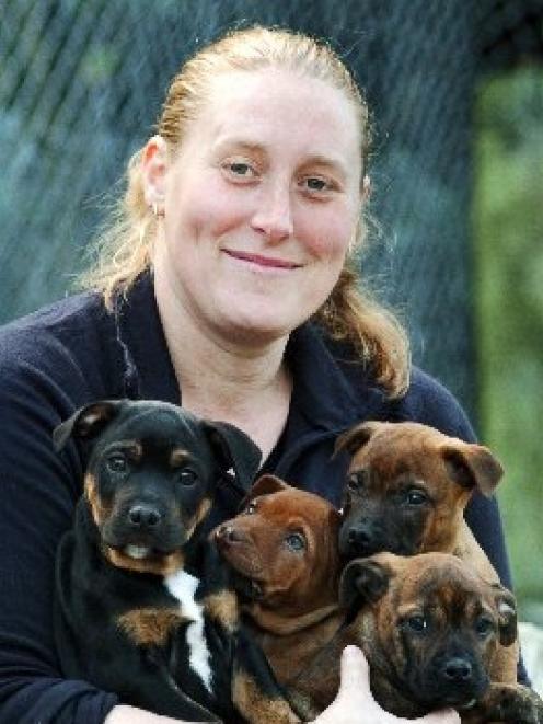 SPCA Otago animal attendant Rachel Van Grunsven holds  Napoleon, Nero, Nikita and Noah, four of ...