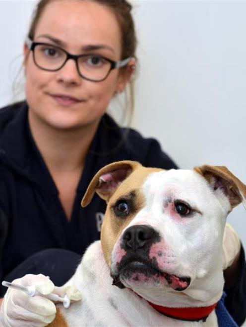 SPCA Otago animal manager Grace Hepburn prepares to microchip American Staffordshire cross Neisha...