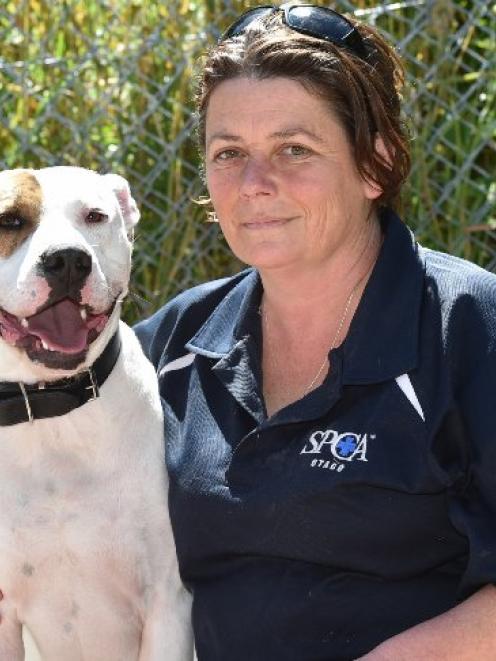 SPCA Otago dog manager Lisa Gerard with 3-year-old American bulldog-cross Tangi, who is available...