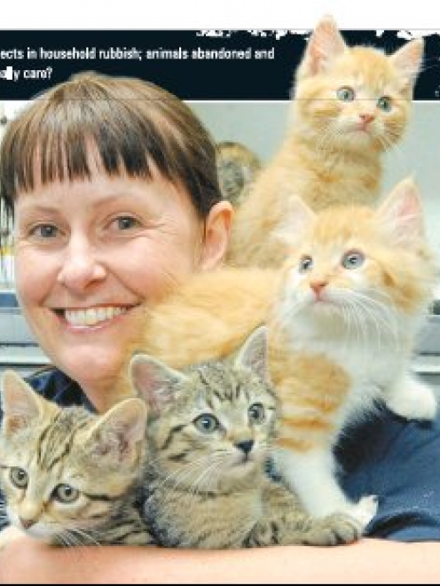 SPCA Otago office manager Brenda Stuart, of Dunedin, holds a litter of kittens which were dumped...