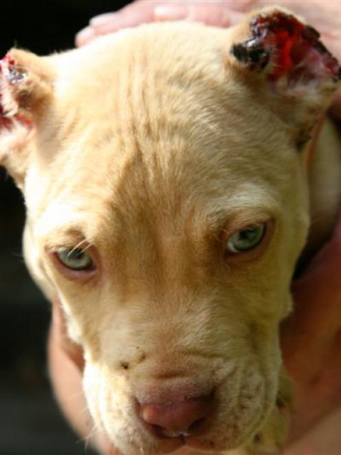 SPCA workers are investigating after the ears of this eight week old puppy were cut off.  Credit:...