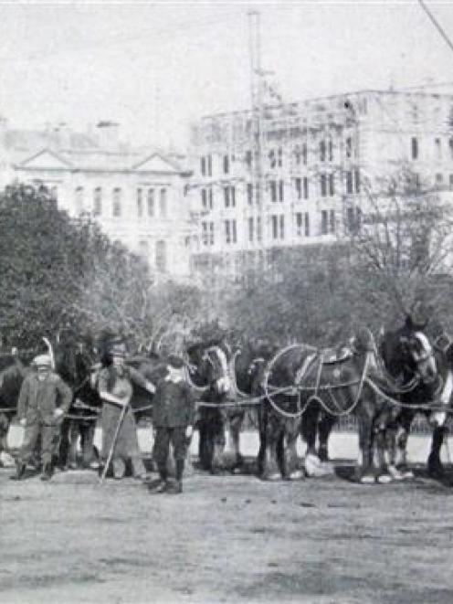 Spencer and Dunkley's fine team of 14 horses on their way to Dunedin Hospital with a 20 ton...