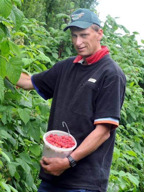 Steve McArthur (42)  picks raspberries  at his Outram berry farm.  Photo by Craig Baxter.
