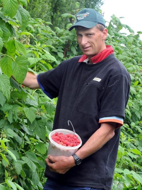 Steve McArthur picks raspberries at his Outram farm during last year's berry fruit season.
