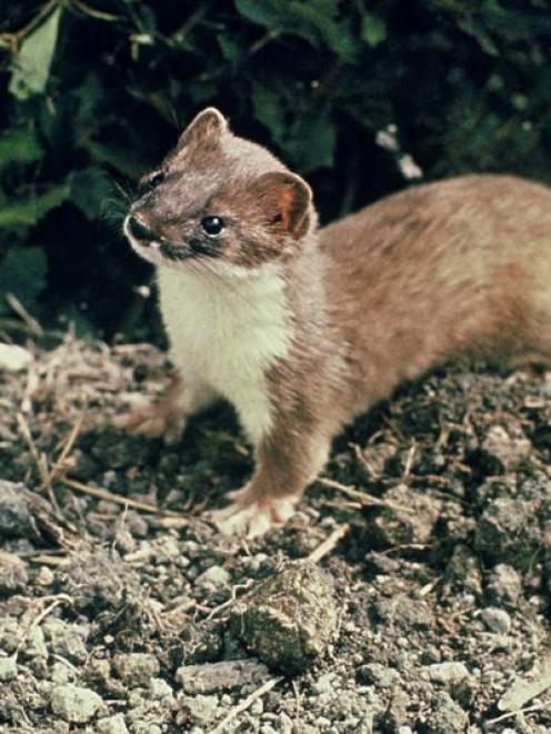 Stoats are a major threat to native birds.