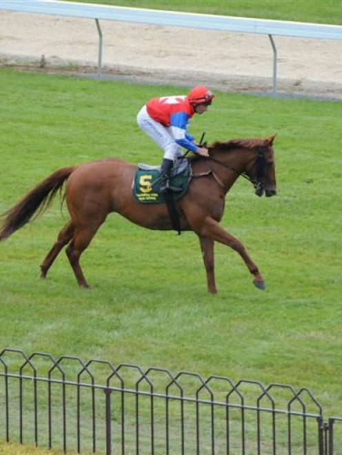 Straitothepoolroom, a chance for trainer Steven Prince in race 2 at Timaru today. Photo by Tayler...