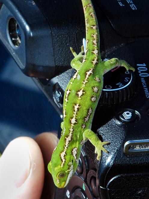 The bright yellow markings on 16 stolen Otago Peninsula jewelled geckos may help the Department...