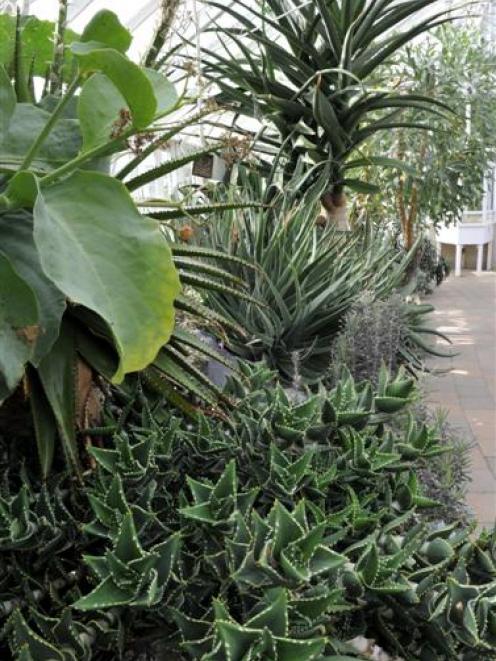 Succulents in Dunedin Botanic Garden winter garden. Photo by Gerard O'Brien.