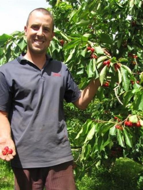 Summerfruit Orchards orchard manager Tim Hope with Sonnet cherries almost ready for picking....