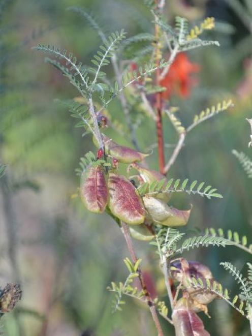 Sutherlandia frutescens. Photo by Peter McIntosh.