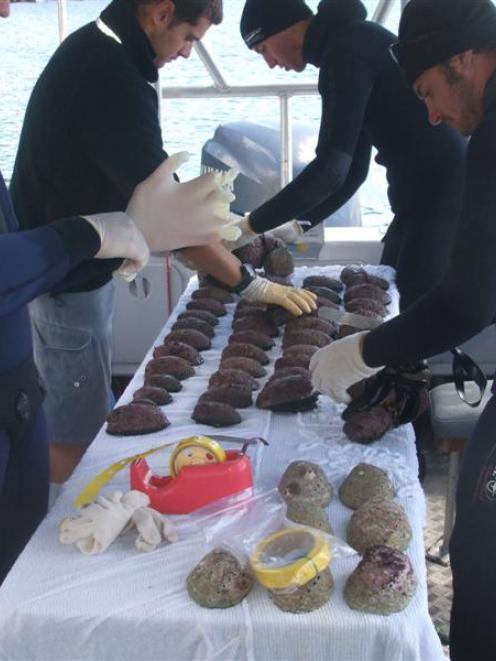 Tagging paua aboard the dive boat Ultimate are (clockwise from left) Torsten Sandmark, Andrew...