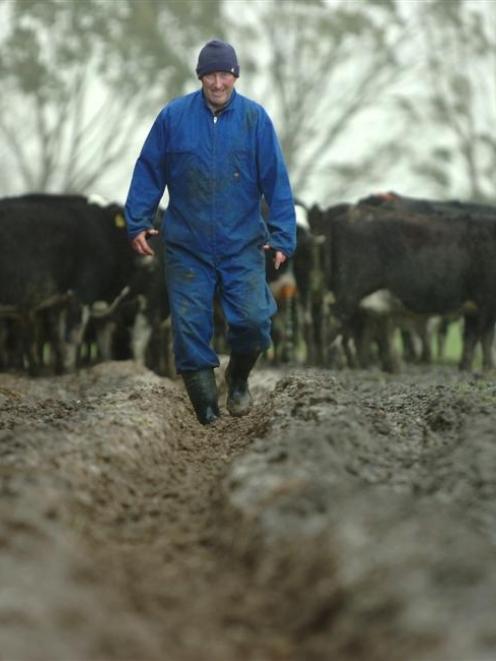 Taieri dairy farmer David Wilson treads through mud as he readies his cows for milking yesterday....