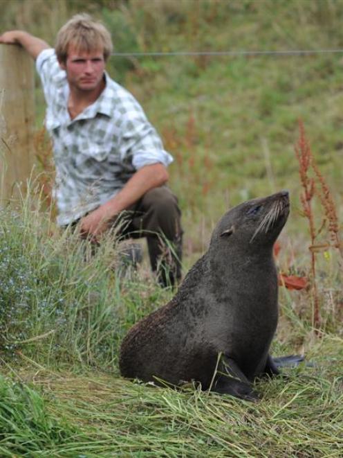 Taieri farmer Matt Kerr with the roaming fur seal. Photo by Peter McIntosh.