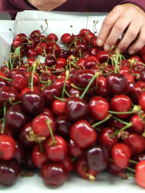 Taiwan has lifted its tariff on New Zealand cherries. Photo from ODT files.