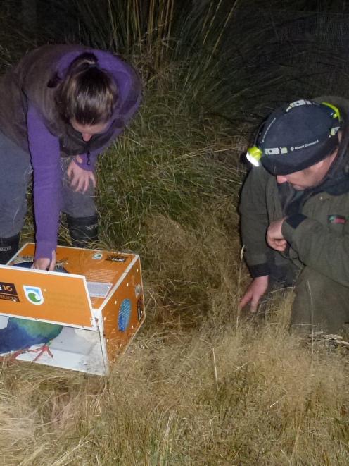 Takahe Paku steps into her new home last night, while ecosanctuary ranger Kelly Gough (left) and...