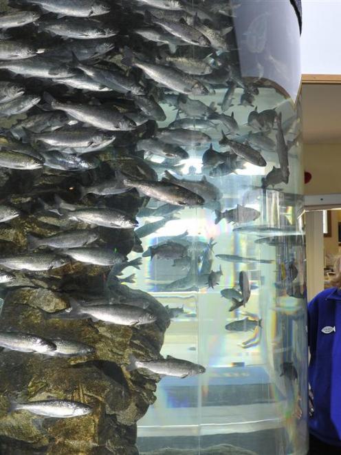 Tessa Mills, manager of the New Zealand Marine Studies Centre at Portobello, admires a tank of...