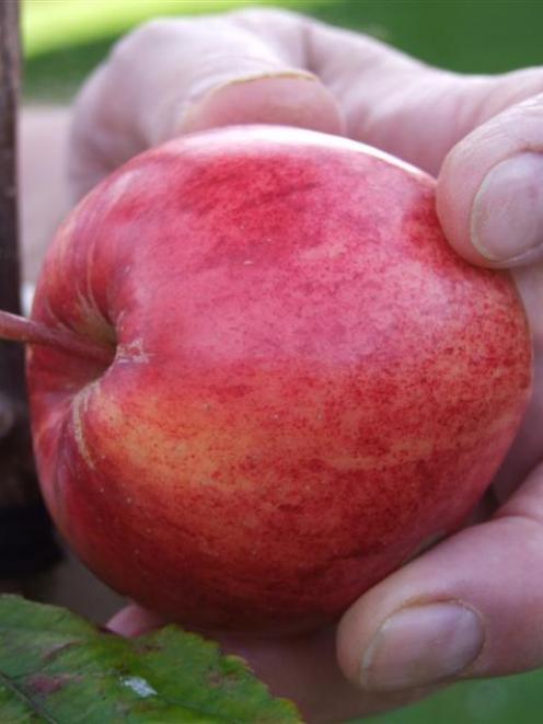 Test for ripeness by lifting apples or pears at right angles to the branch and twisting the fruit...
