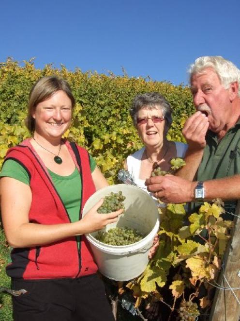 Testing the sweetness of gruner veltliner grapes before harvest last week  are Marlene Gunther,...