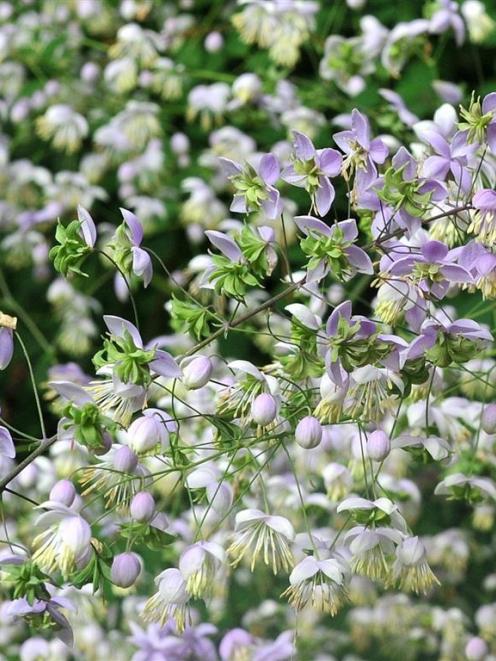 Thalictrum delavayi. Photo: Christine O'Connor