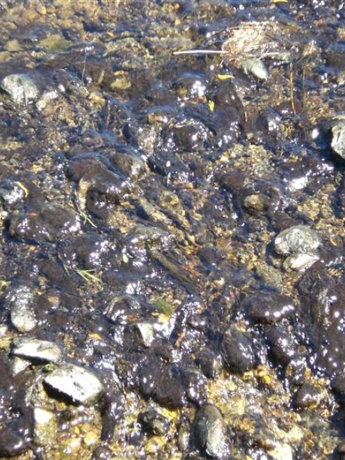 The algae found in the Shag and Waianakarua rivers.